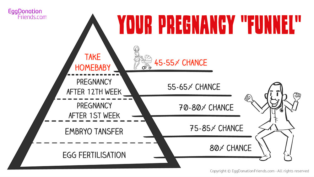 IVF with donor eggs success rates - Pregnancy Funnel