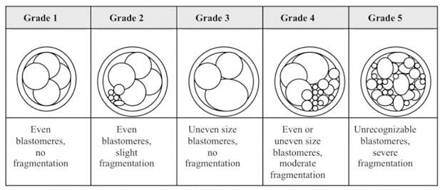 Embryo Quality Chart