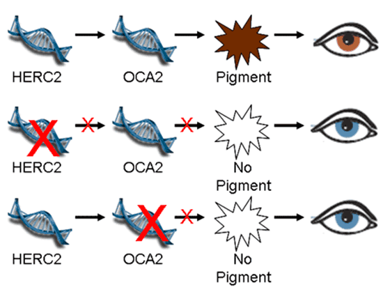 Genetic Inheritance - Eye Color - Egg Donation